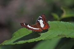 Moduza procris neutra