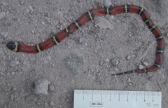 Lampropeltis polyzona