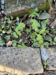 Geranium carolinianum