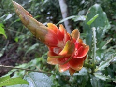 Costus scaber