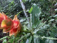 Costus scaber