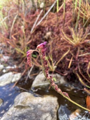 Drosera capensis