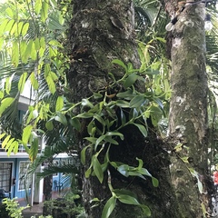 Epidendrum nocturnum