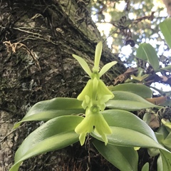 Epidendrum nocturnum