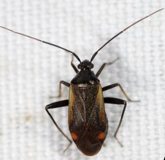 Adelphocoris seticornis