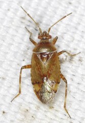 Alloeotomus germanicus