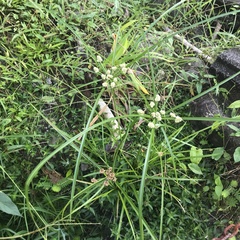 Cyperus luzulae