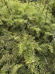 Gleichenia polypodioides