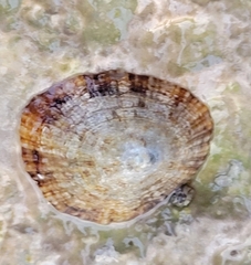 Patella caerulea