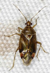 Deraeocoris flavilinea