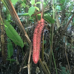 Heliconia mariae