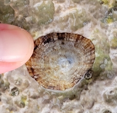 Patella caerulea