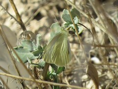 Pieris rapae