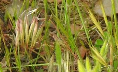 Bromus hordeaceus