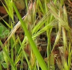 Bromus madritensis