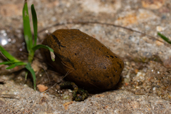 Drusia valenciennii