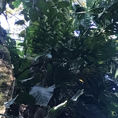 Monstera dubia