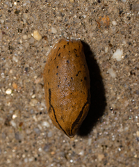 Drusia valenciennii
