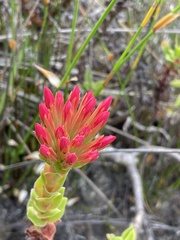 Crassula coccinea