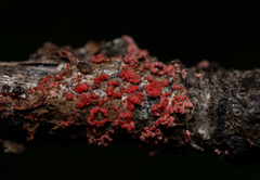Marchandiomyces corallinus