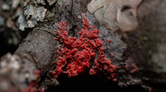 Marchandiomyces corallinus
