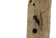 Melanerpes cruentatus
