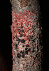 Marchandiomyces corallinus