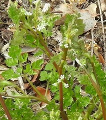 Anthriscus caucalis