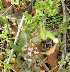 Centaurea calcitrapa