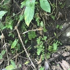Adiantum philippense