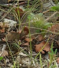 Trifolium cherleri