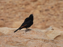 Onychognathus tristramii
