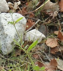Vicia sativa nigra