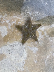 Oreaster reticulatus