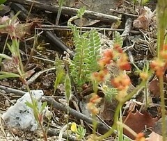 Ornithopus compressus