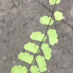 Adiantum philippense