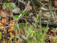 Trifolium cherleri