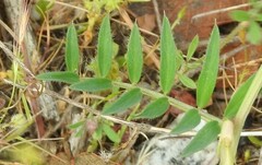 Vicia lutea