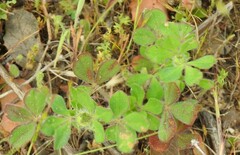 Trifolium cherleri