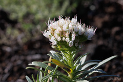 Echium brevirame
