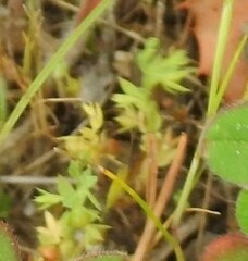 Lysimachia linum-stellatum