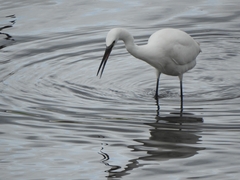 Egretta garzetta