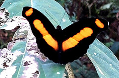 Catonephele chromis chromis