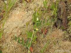 Vicia lutea