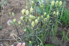 Castilleja pallida yukonis