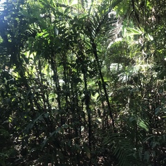 Socratea exorrhiza