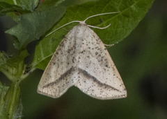 Lychnosea intermicata