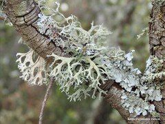 Parmelina carporrhizans
