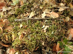 Fontinalis antipyretica