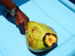 Cocos nucifera